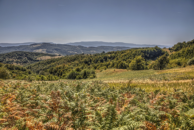 A photographer’s Diary: Nature and Photography